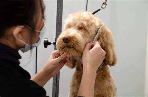 Dog Grooming and Bath Services | Blueberry Facial Treatment