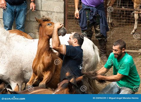 Two Men and one horse editorial stock image. Image of curro - 23096339