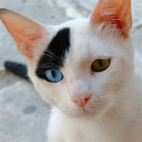 2 Different Colored Eyes Cats