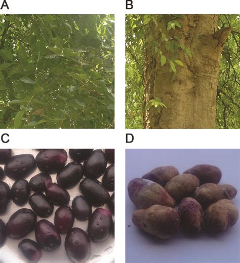 Phytochemical Composition and Pleotropic Pharmacological Properties of Jamun, Syzygium Cumini Skeels