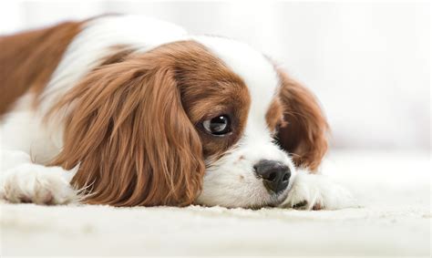 Dogs, Glance, Puppy, King Charles Spaniel, HD Wallpaper | Rare Gallery