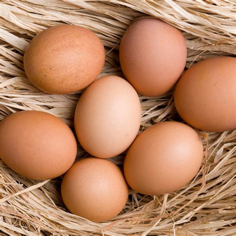 Pasture-raised & Grass-fed Meat - Pat's Pastured