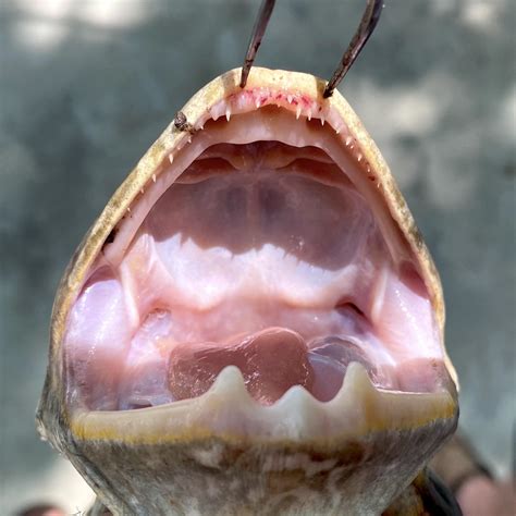 African Bullfrog Teeth