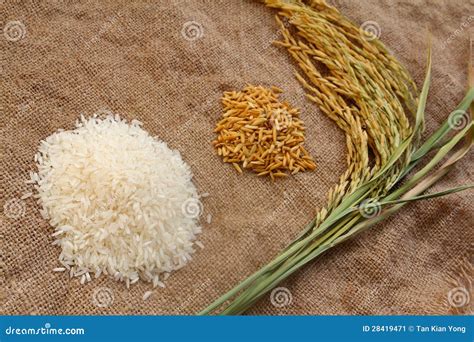 Paddy and rice Series 1 stock image. Image of energy - 28419471