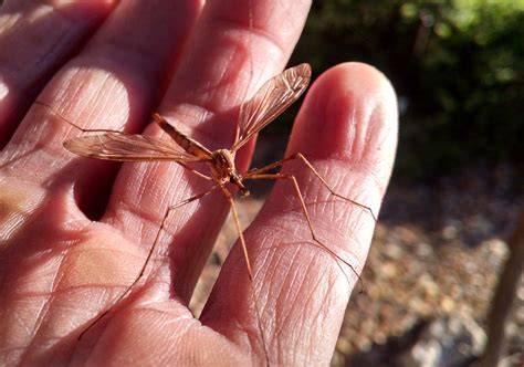 Giant Mosquito Bite