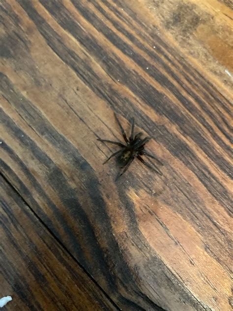 Anyone know what kind of spider this is? In eastern TN found on the ...
