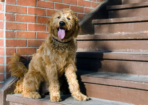 When Is a Goldendoodle Full Grown? Goldendoodle Growth Chart