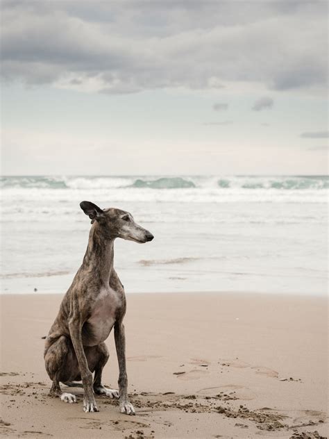 What Dog Breed Is Quiet And Calm