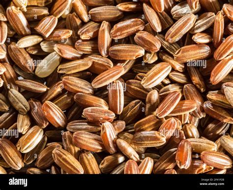 Brown rice - whole grain rice with outer hull or husk. Close-up Stock ...
