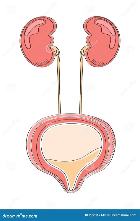 Urinary Bladder Icon In Doodle Style. Cystitis, Urolithiasis ...