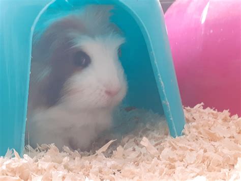 DAE's pigs purr at sudden + loud noises? : r/guineapigs