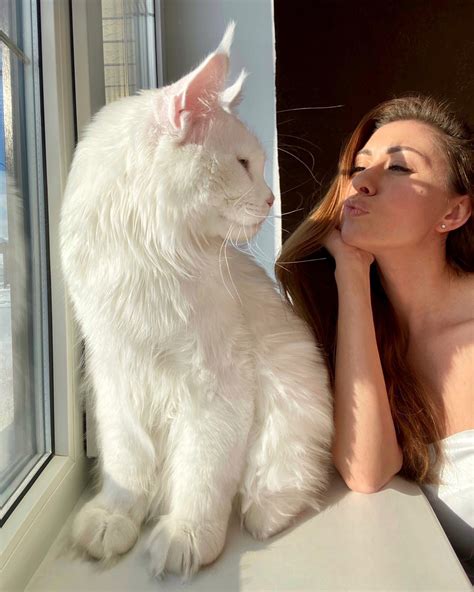 ≡ Meet Kefir, The Biggest Maine Coon in the World Brain Berries