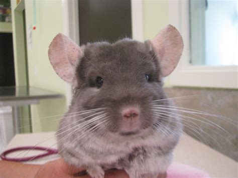 Chinchillas As Pets