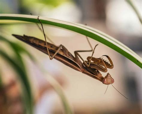 Do Praying Mantis Bite? - 5 Best Facts About Praying Mantis