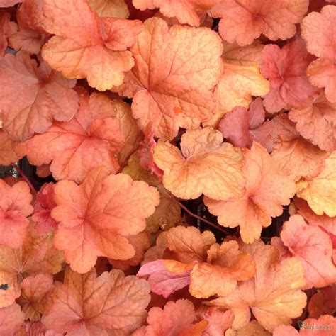 Heuchera ‘Fire Alarm’ - Plantagogo Heucheras