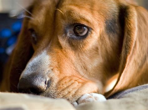 Do Dogs Cry Tears When They Are Sad