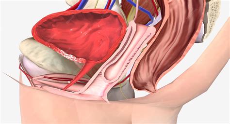 Vaginal vault prolapse grade 2 | Premium Photo