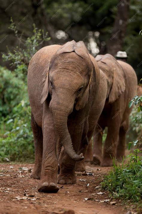 Premium Photo | African elephant calf in a zoo in nairobi national park ...