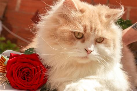 Cat With Rose Flower Photos, Download The BEST Free Cat With Rose ...