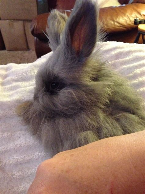 Baby English Angora Rabbit