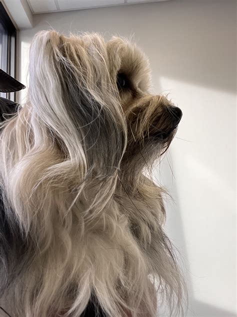 Bubbles Grooming: Contact and Review | Local Pet Stores