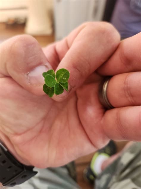 6 Leaf Clover RARE | eBay