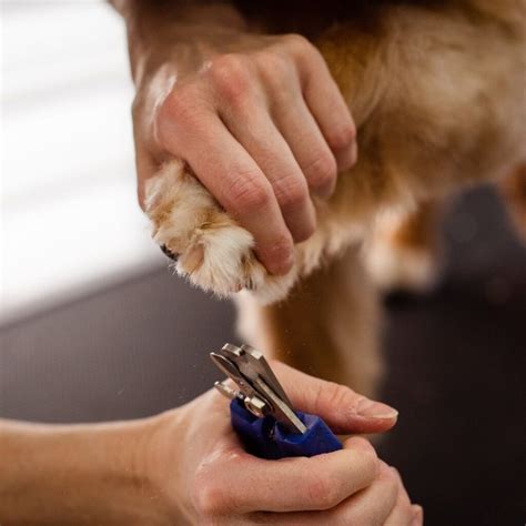 Safe DIY Dog Nail Trimming Guide | Augusta Dog Training