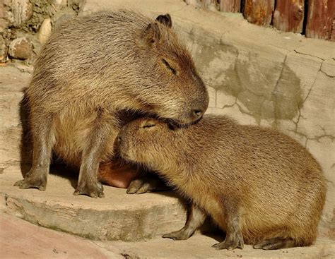 Фото Капибара Московского зоопарка - MoscowZoo