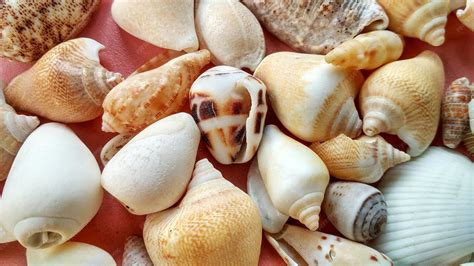 Premium Photo | Sea animal shells, nature concept suitable for ...