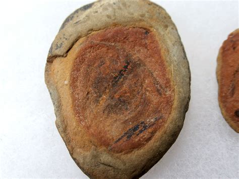 Mazon Creek Cyclus americanus Nodule #21 | Fossils for Sale