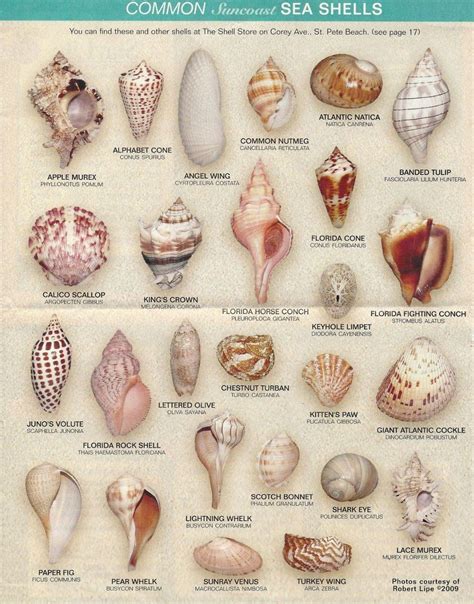 Atlantic Coast of Florida seashells | Shells and sand, Sea shells diy ...