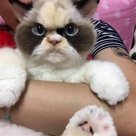 What Breed Is Grumpy Cat