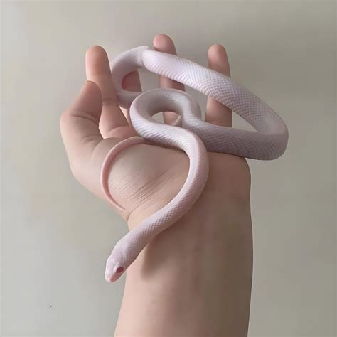 暴風雪玉米蛇 Pantherophis guttatus(Blizzard Corn Snake) - 森流 GreenFlow - 動植物造景專門店