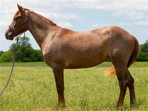 Strawberry Roan Horses - The Equinest