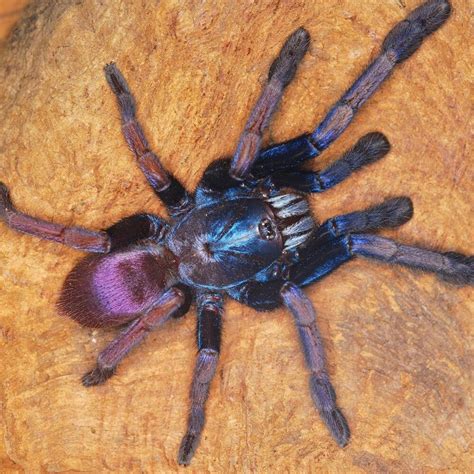 Haploclastus devamatha (Poly-chromatic earth tiger tarantula) (LSD ...