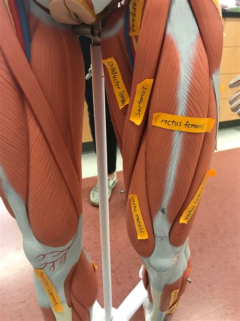 Pin by Savannah Crimm on school in 2025 | Medical anatomy, Human anatomy and physiology, Hip ...