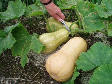 HOW TO GROW BUTTERNUT SQUASH IN POTS OR CONTAINERS |The Garden of Eaden