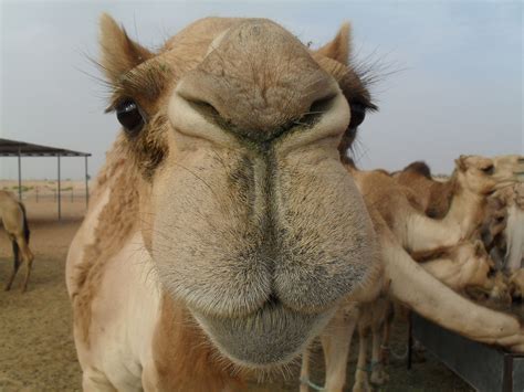 See related image detail. Ships of the desert - From Ancient Camels to Sustainable Livestock ...