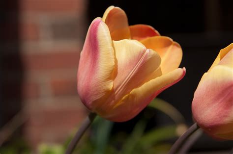 Tulip Apricot Foxx Bulbs | Single Early Tulips | Gee Tee Bulbs UK
