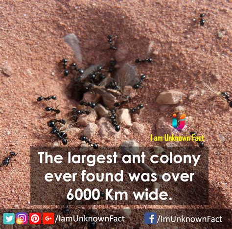 Amazing Facts about Ants