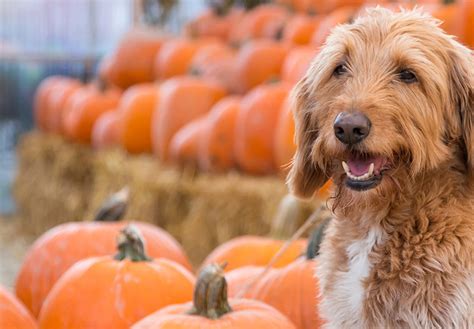 Mechanicsville Animal Hospital provides quality veterinary care for ...