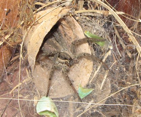 Bug Eric: Spider Sunday: Funnel-web Wolf Spiders