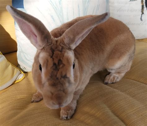 Mini Rex Rabbits For Sale | Clayton, NC #560504 | Petzlover