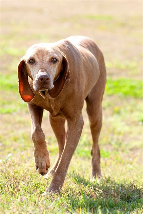 Can Dogs Eat Kefir? Discover The Benefits Of Kefir For Dogs | It's A Vizsla