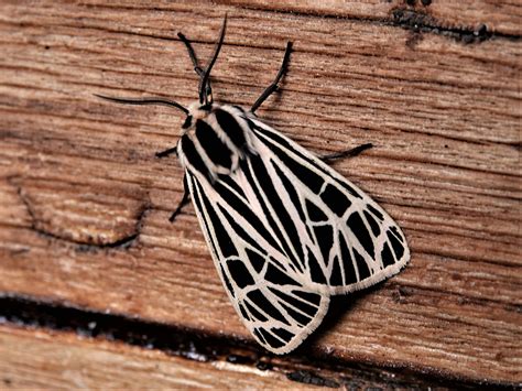 Virgin Tiger Moth Apantesis virgo (Linnaeus, 1758) | Butterflies and ...