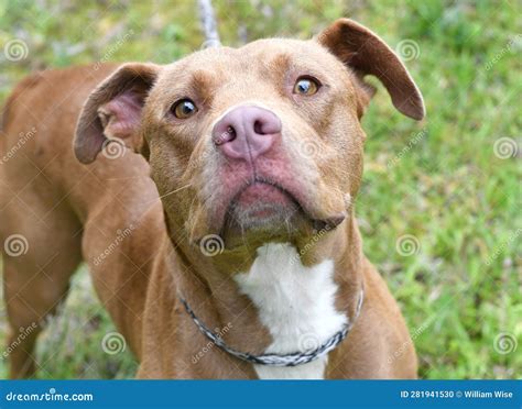 Red and White Female American Pit Bull Terrier Mix Breed Dog Looking Up ...