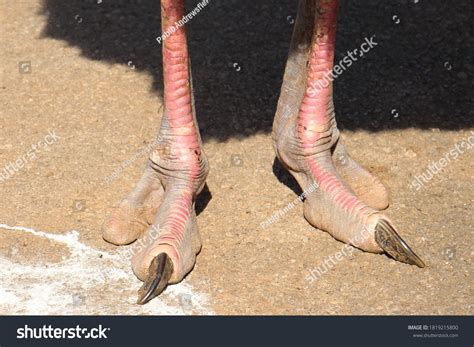1,174 Ostrich foot Images, Stock Photos & Vectors | Shutterstock