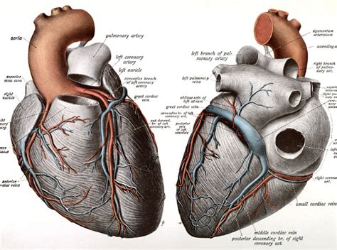 What Does Heart Look Like