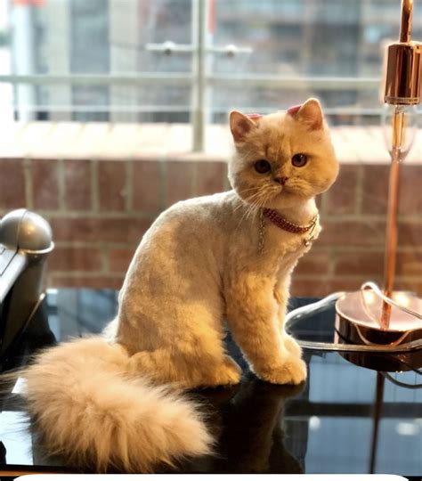 Dos and don ts of grooming persian cats – Artofit