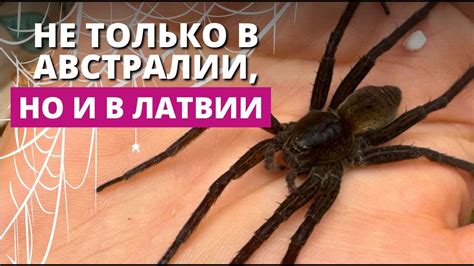 В Латвии обитают гигантские пауки - YouTube